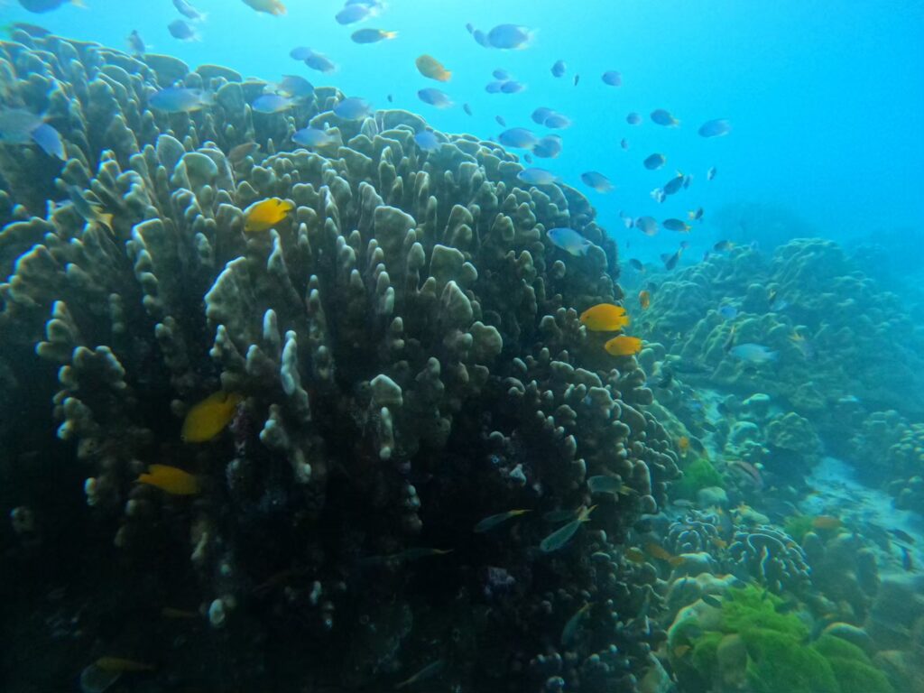 เกาะราชาน้อย – เกาะราชาใหญ่ – เกาะไม้ท่อน By Speed Catamaran