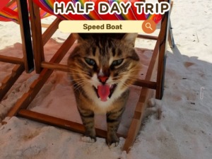 PK.17 ทัวร์เกาะไข่ครึ่งวัน เช้า และ บ่าย By Speed Boat